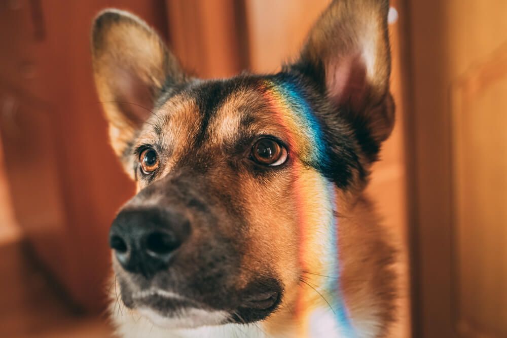 Dog-with-rainbow-on-face