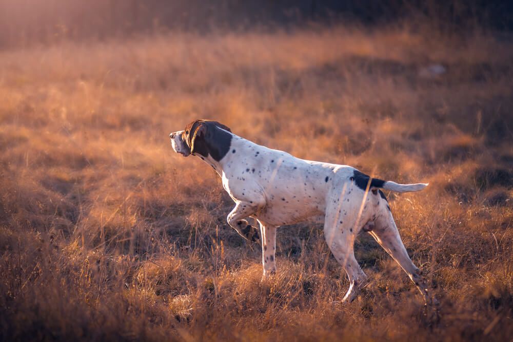 German-Shorthaired-Pointer-in-Pointing-Position