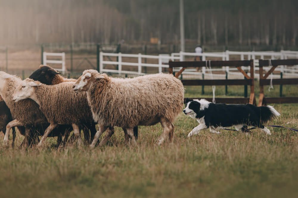Herding-dog-working-on-a-farm