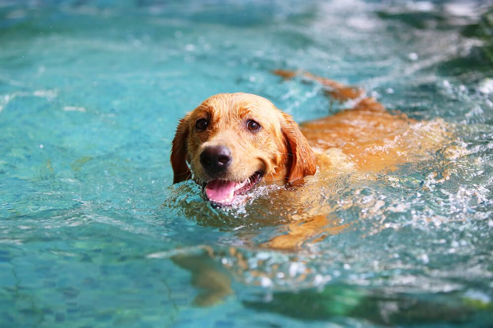 Labrador-Retriever-Uses-Webbed-Feet-to-swim