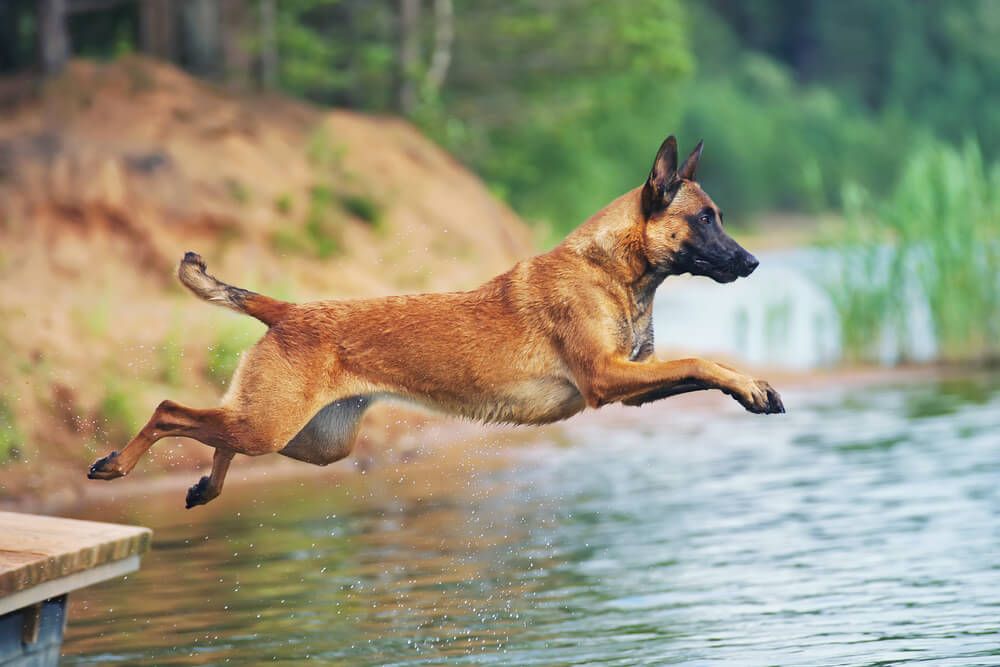 Belgian-Malinois-jumps-over-a-body-of-water