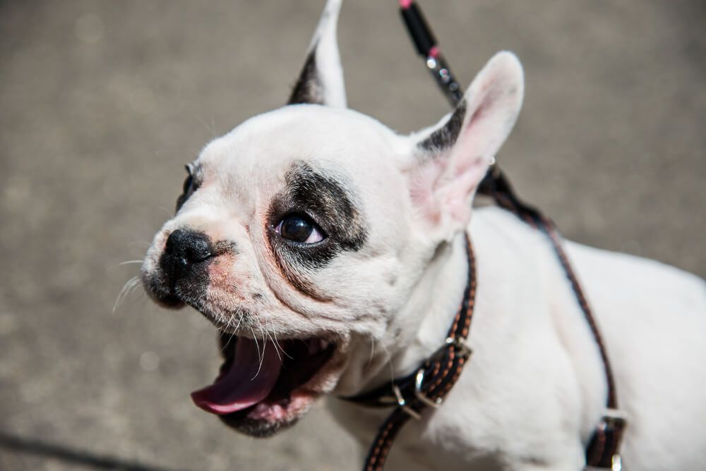 why do french bulldogs reverse sneeze