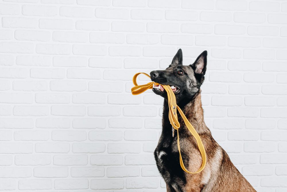 Malinois dog  Like to know everything about the Malinois dog