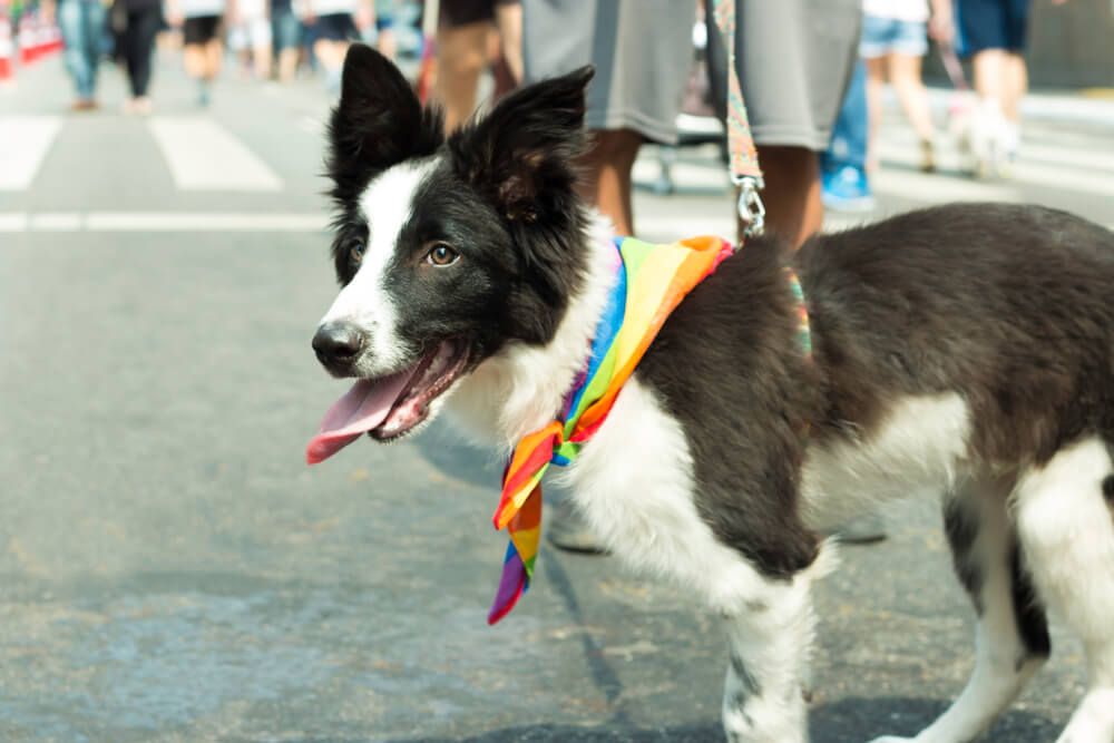 Dog-in-a-rainbow-bandanna-at-a-pride-parade