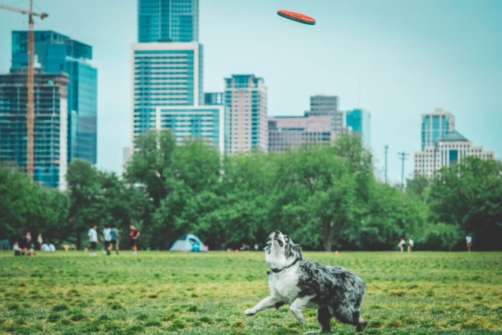 Dog-visits-a-park-in-Austin