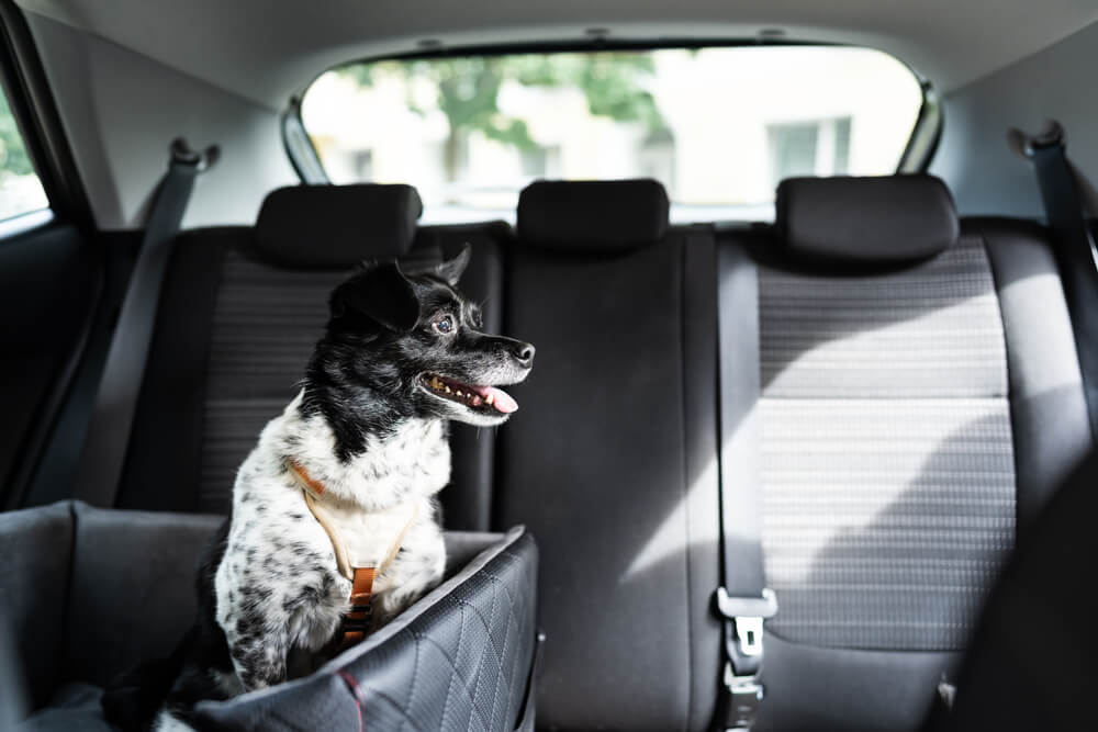 dog-secured-in-back-seat-of-car