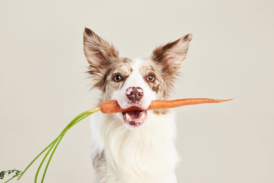 dog-with-a-carrot-in-her-mouth