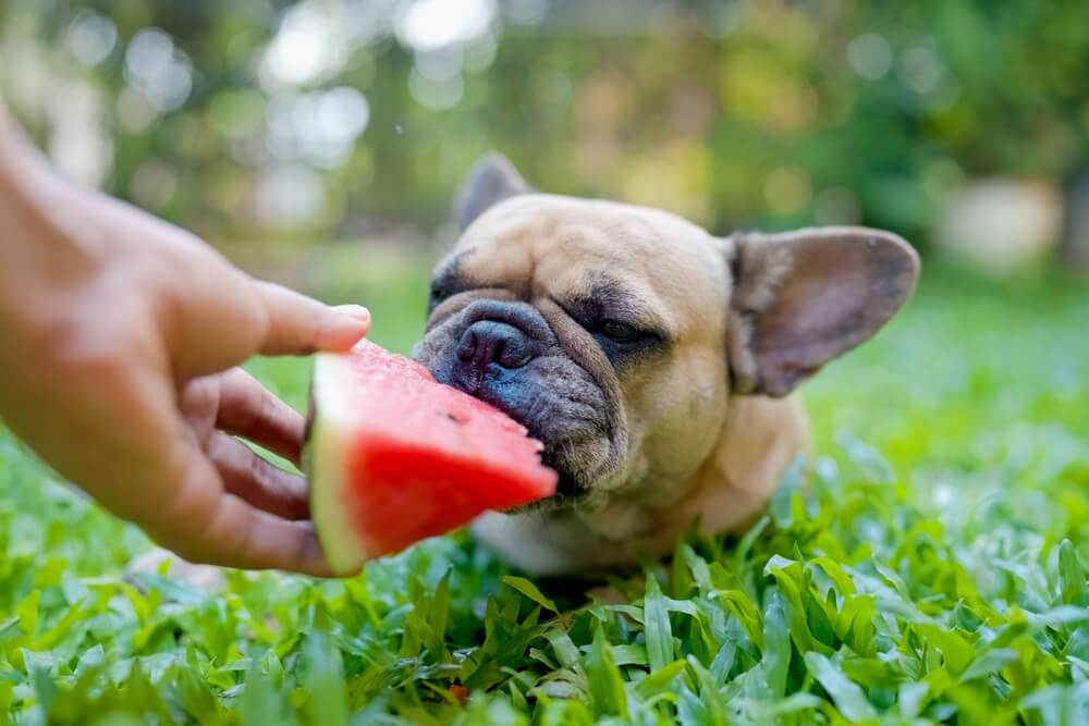 french-bull-dog-eats-a-slice-of-watermelon-outisde