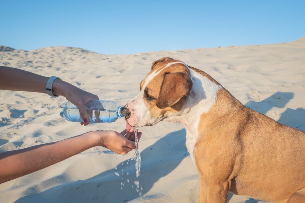 woman-gives-dog-water-from-bottle-on-beach