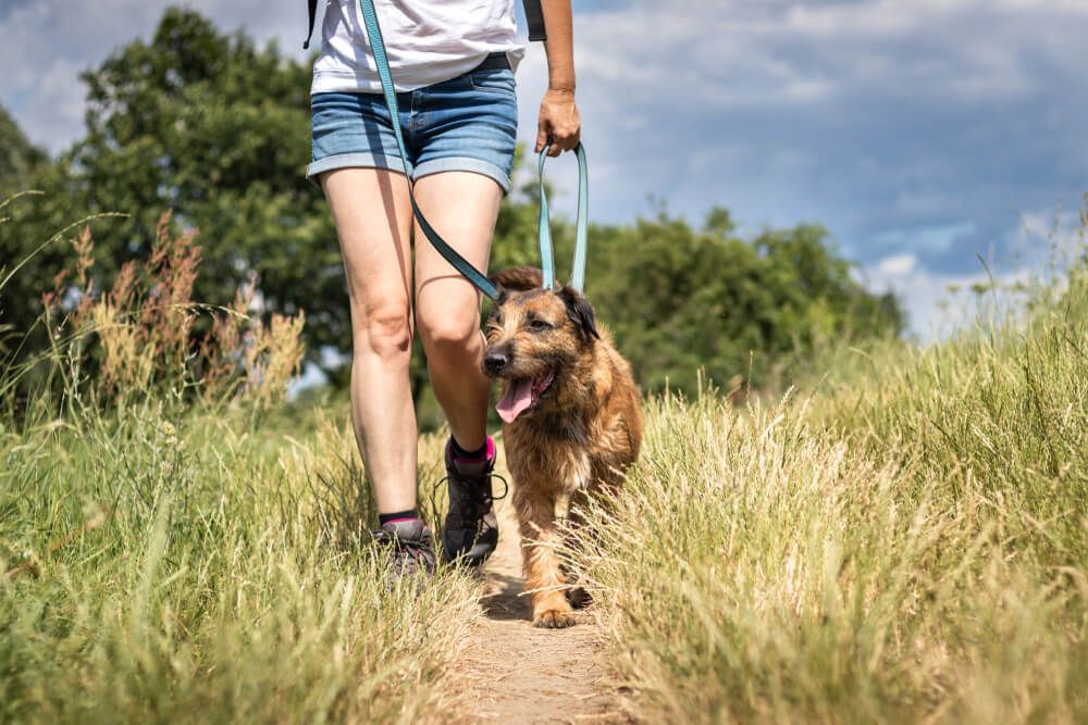 woman-walks-dog-on-soft-grass-trail-in-summer