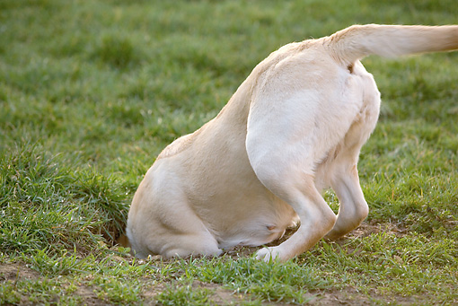 How To Stop Dog Digging Holes In Backyard