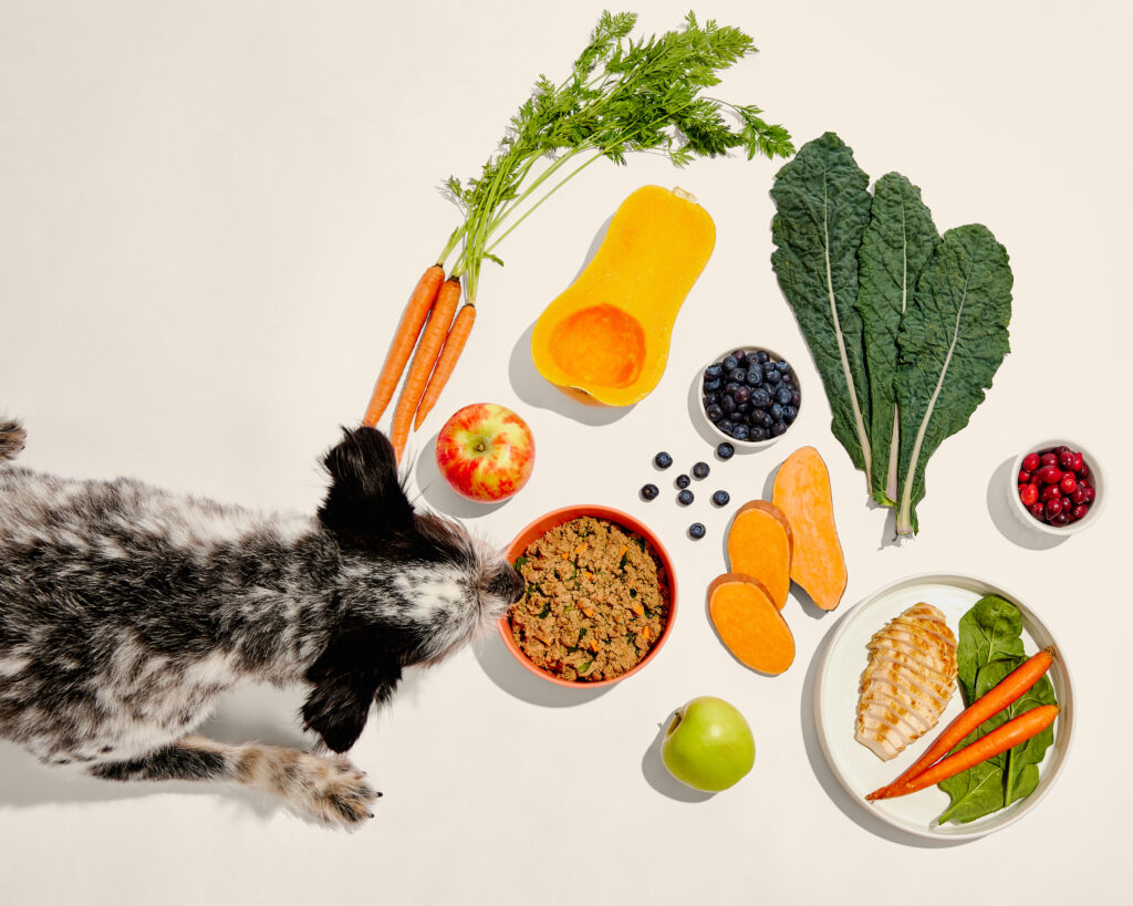 An overhead image of a black and white mixed breed dog eating a bowl of Ollie fresh dog food surrounded by an assortment of chicken breast and fresh fruits and vegetables on a beige background.