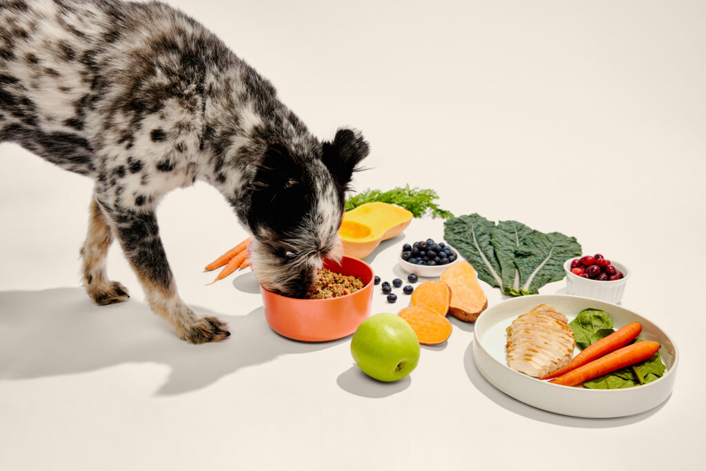 A black and white marled coat dog eating Ollie fresh dog food on a beige background surrounded by an assortment of fresh protein, fruits, and vegetables.