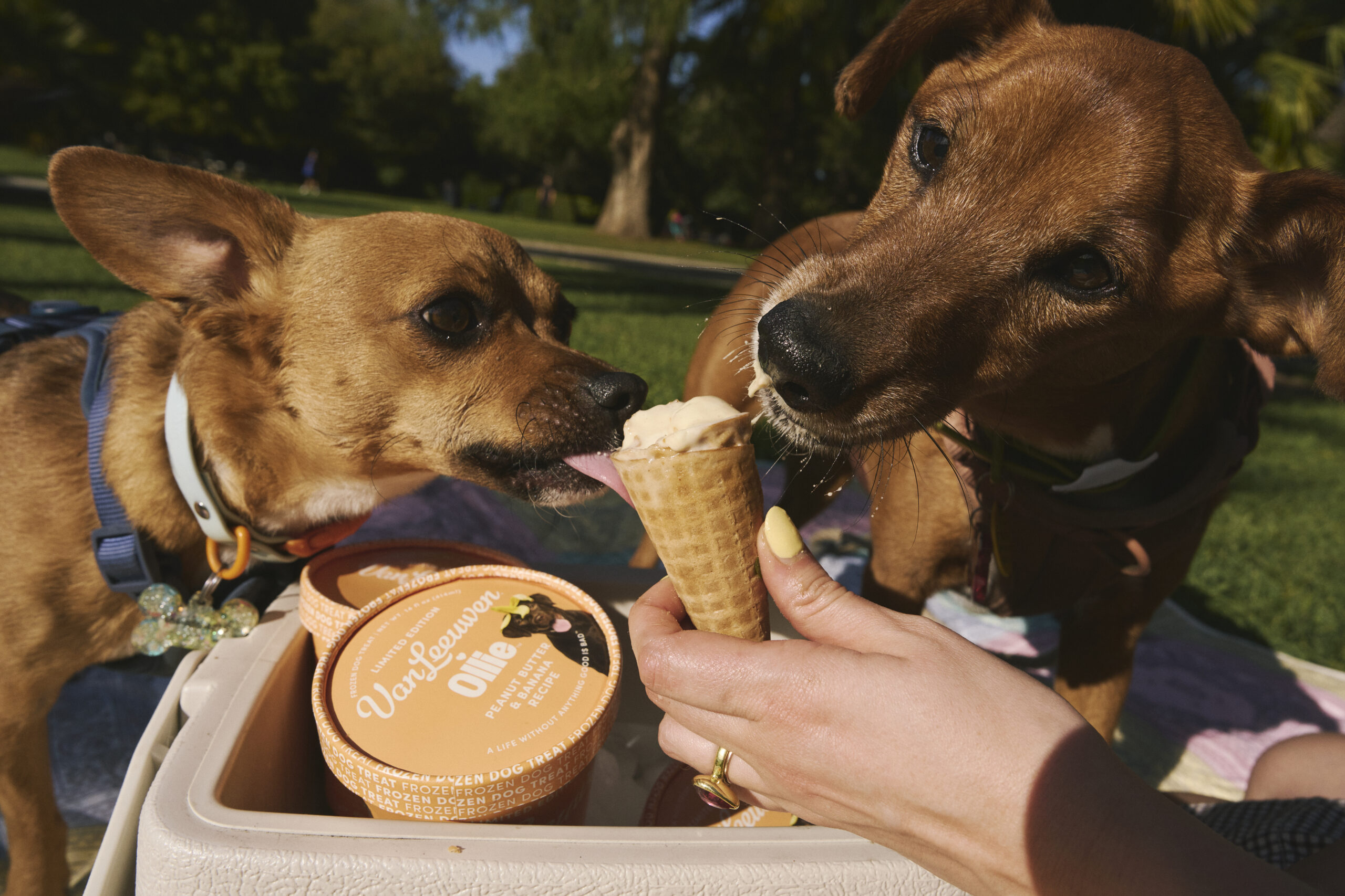 Two small brown dogs licking an ice cream cone with a pint of Ollie x Van Leeuwen dog ice cream in a cooler in the foreground