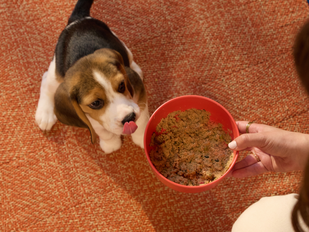 Puppy looking into a bowl of Ollie.