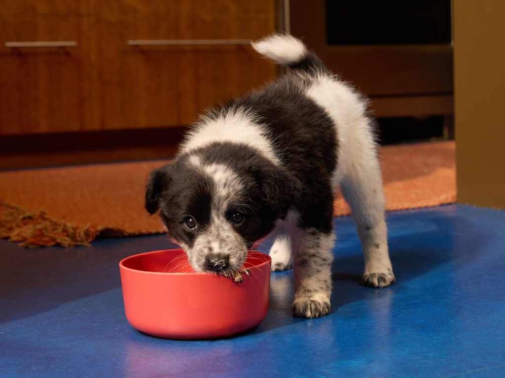 Puppy licking into a bowl of Ollie.