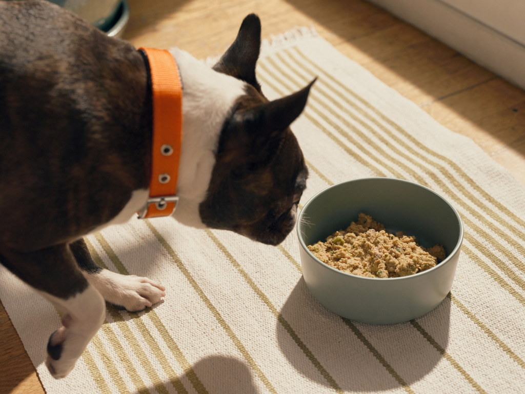 Dog peering into a bowl of Ollie's fresh food.
