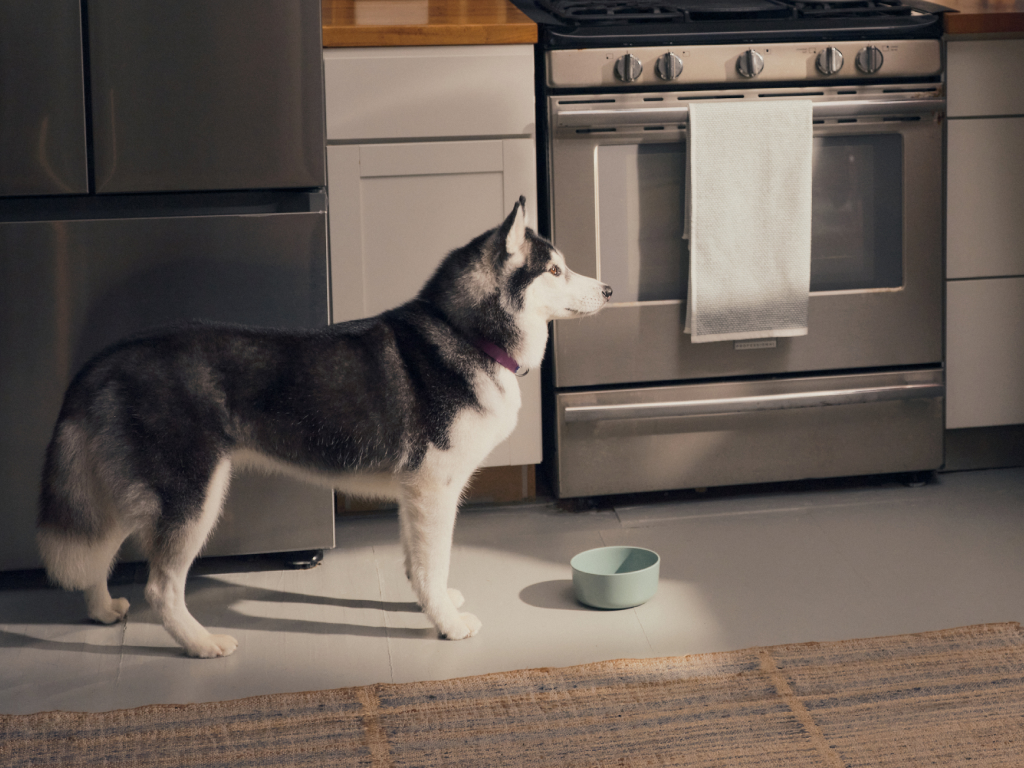 Dog in a kitchen with a green bowl on the floor, looking up.