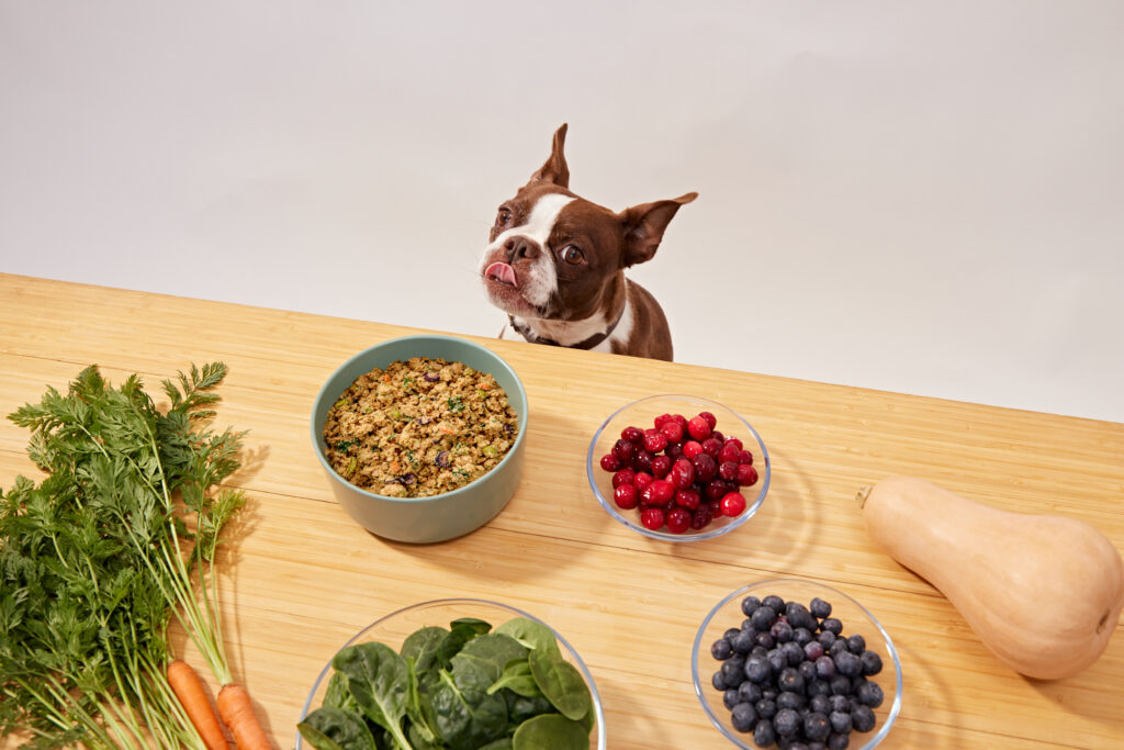 A brown and white boston terrier licking its lips while looking at a wooden countertop arranged with a bowl of Ollie fresh dog food and an assortment of fresh fruits and vegetables