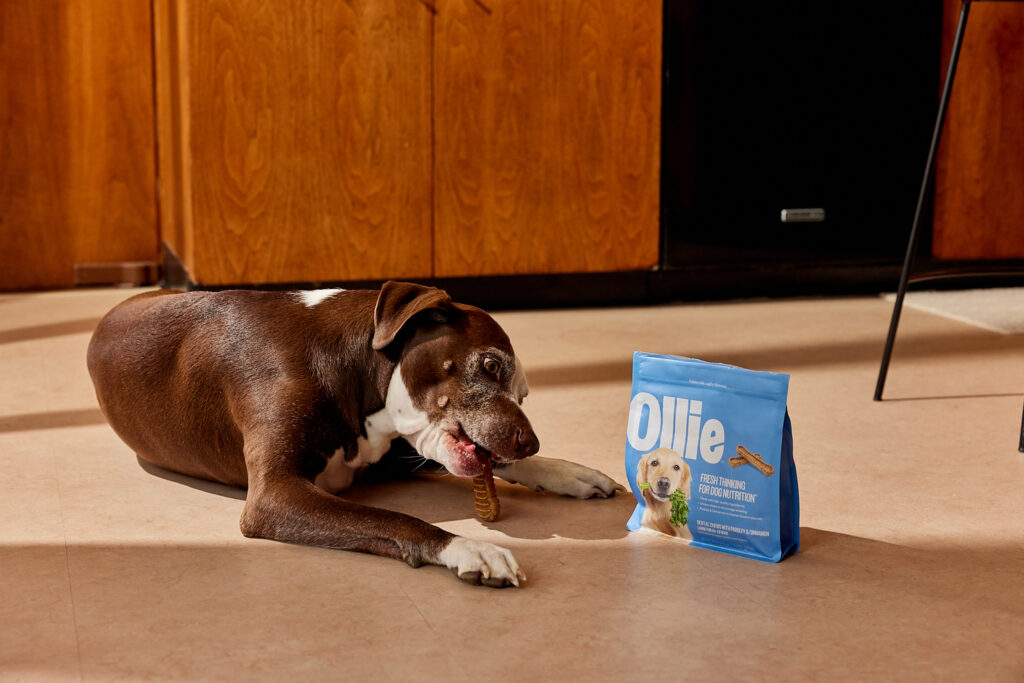 A brown and white short-haired dog chewing on an Ollie Dental Chew.