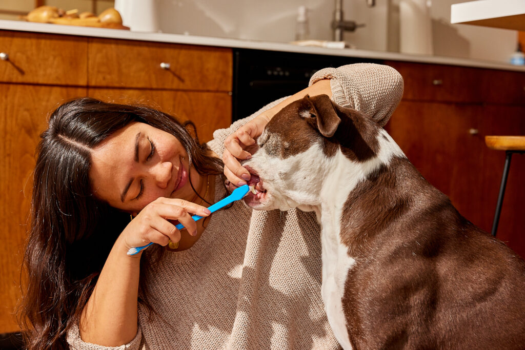 A woman brushing the teeth of her dog with a tooth brush.