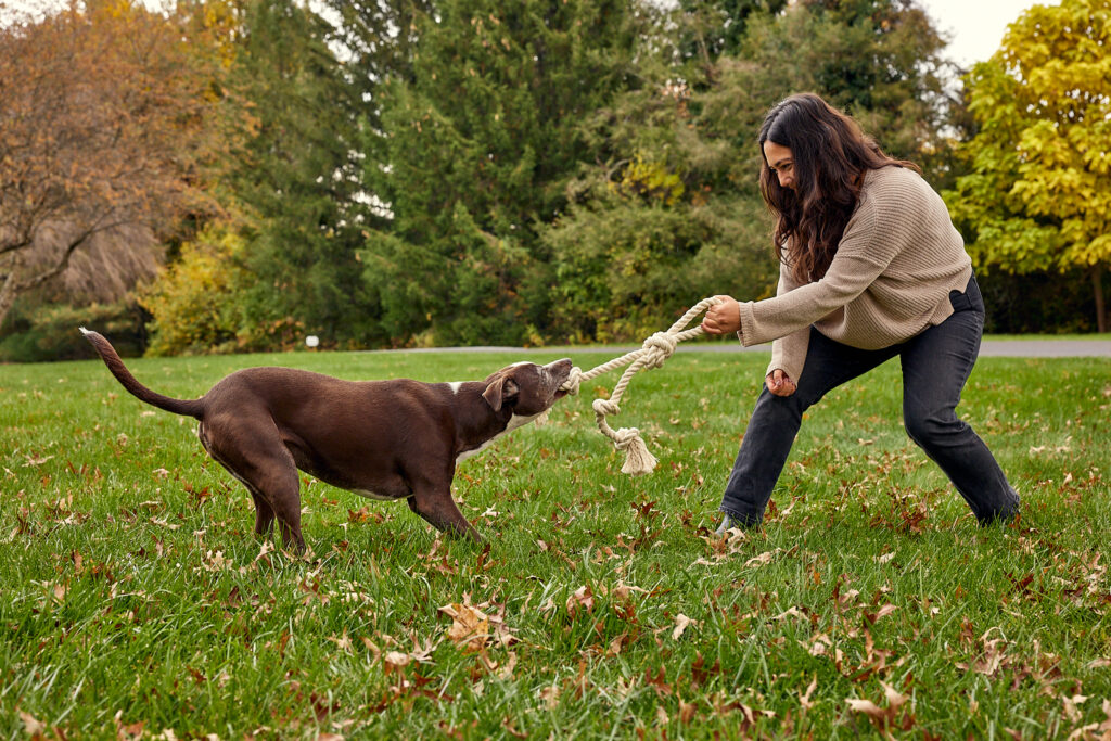 A chocolate lab playing tug of war with a woman outside in a yard on a fall day