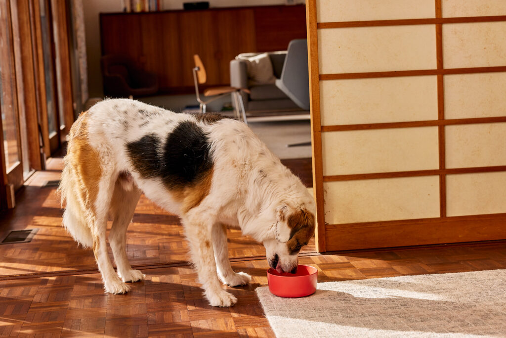 A white and spotted mixed breed dog in a mid century modern room eating Ollie fresh dog food from a red bowl