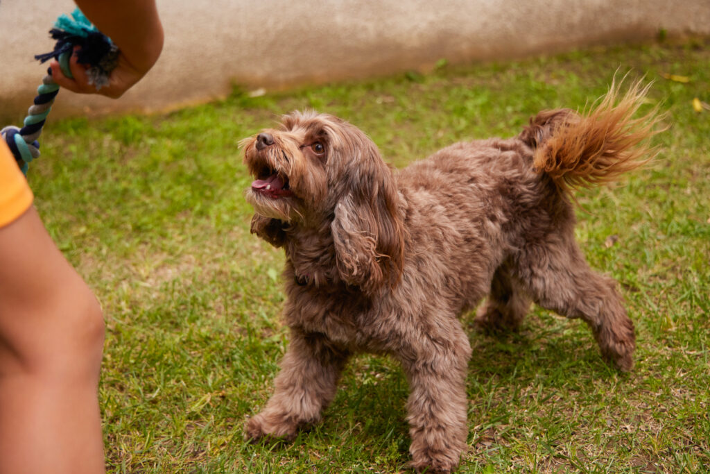A small brown dog playing energetically in the yard with a child