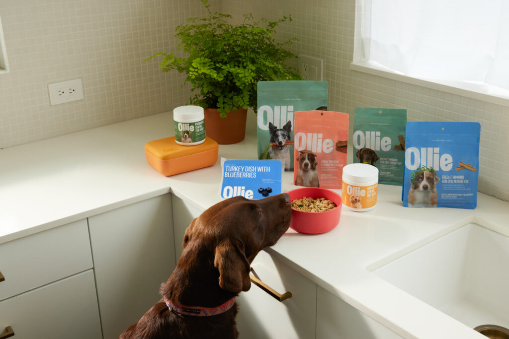 A chocolate labrador retriever sniffing a bowl of Ollie fresh dog food on a counter top, there is also an assortment of Ollie dog products on around the bowl.