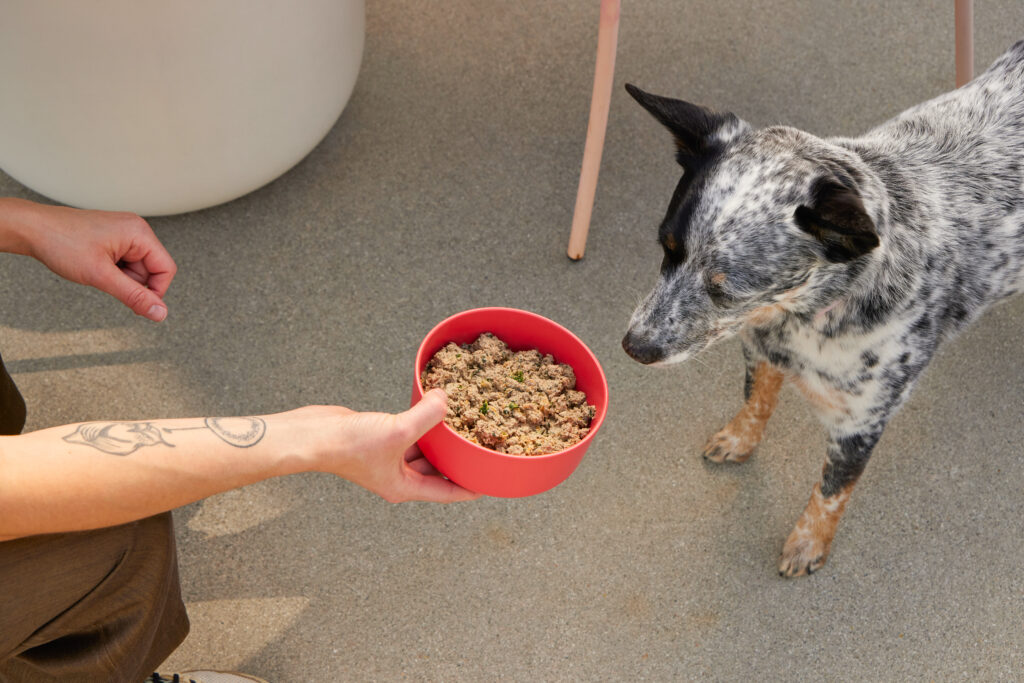 A black and white Healer dog being fed Ollie fresh dog food out of red dog food bowl while outside on a concrete patio.