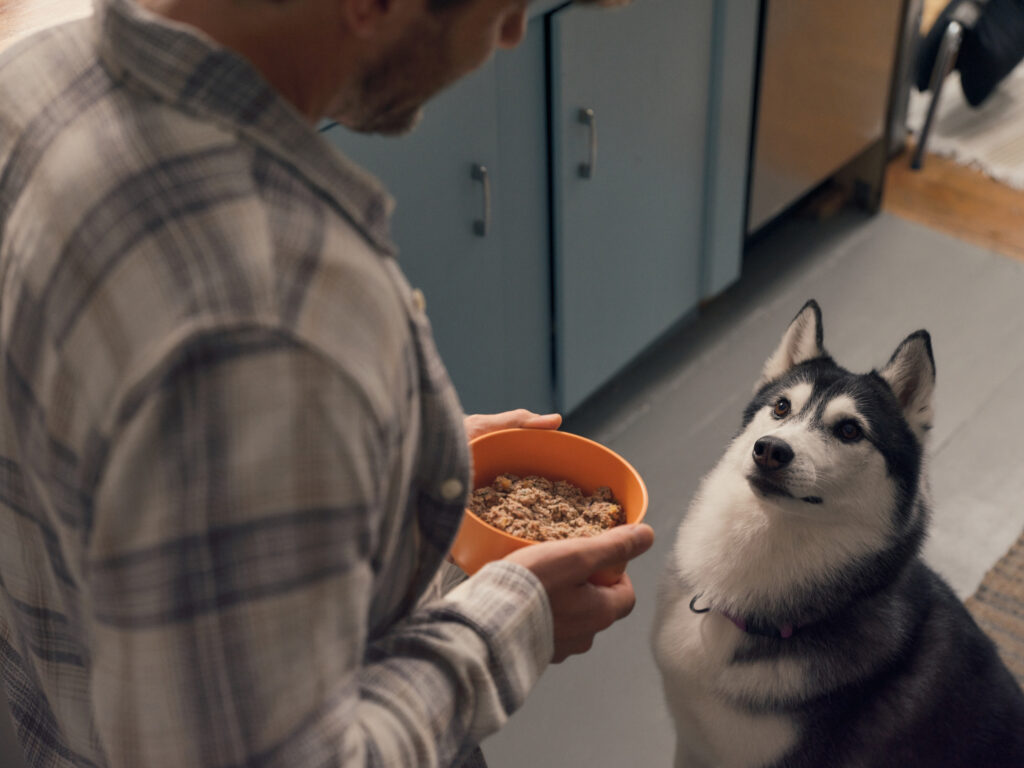 A husky waiting and looking at its owner who is holding an orange bowl full of Ollie fresh dog food.