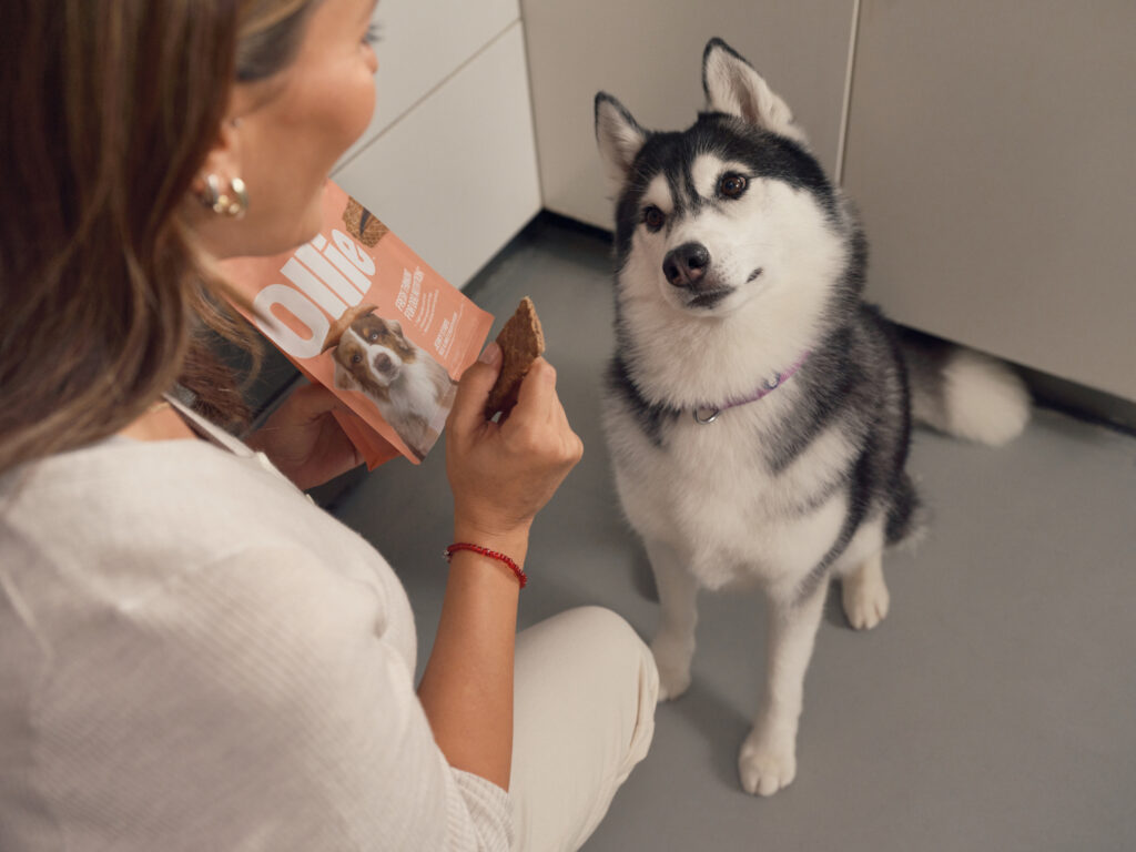 A black and white husky sitting and looking at its female owner who is holding a bag of Ollie Jerky Treats in her left hand, and a Jerky Treat in her right hand.