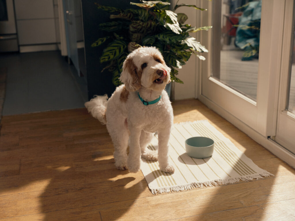 A white and brown mixed breed poodle licking its lips while standing next to a green dog food bowl in a modern kitchen.