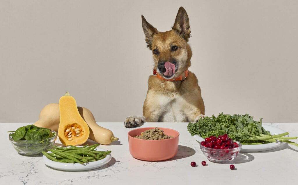 A dog staring at a bowl of fresh food, licking his lips