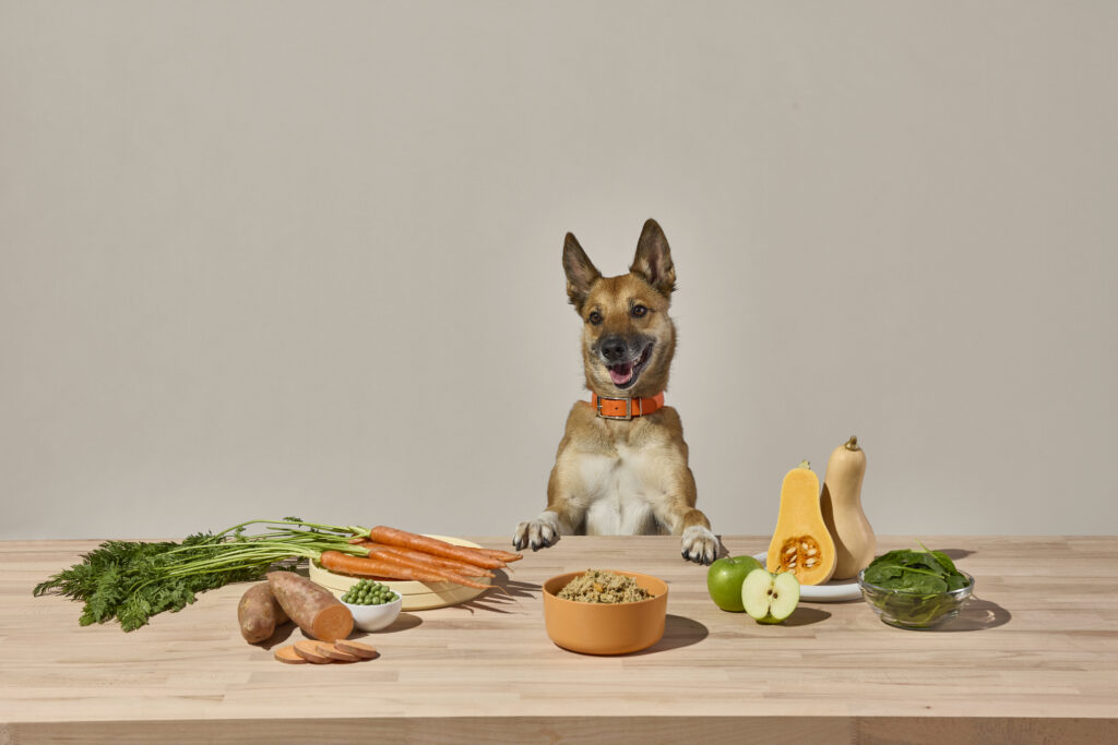 A german shephard with an orange collar standing at a wooden counter top with a bowl of Ollie Pork Dish with Apples fresh dog food and an assortment of fresh fruits and vegetable ingredients.