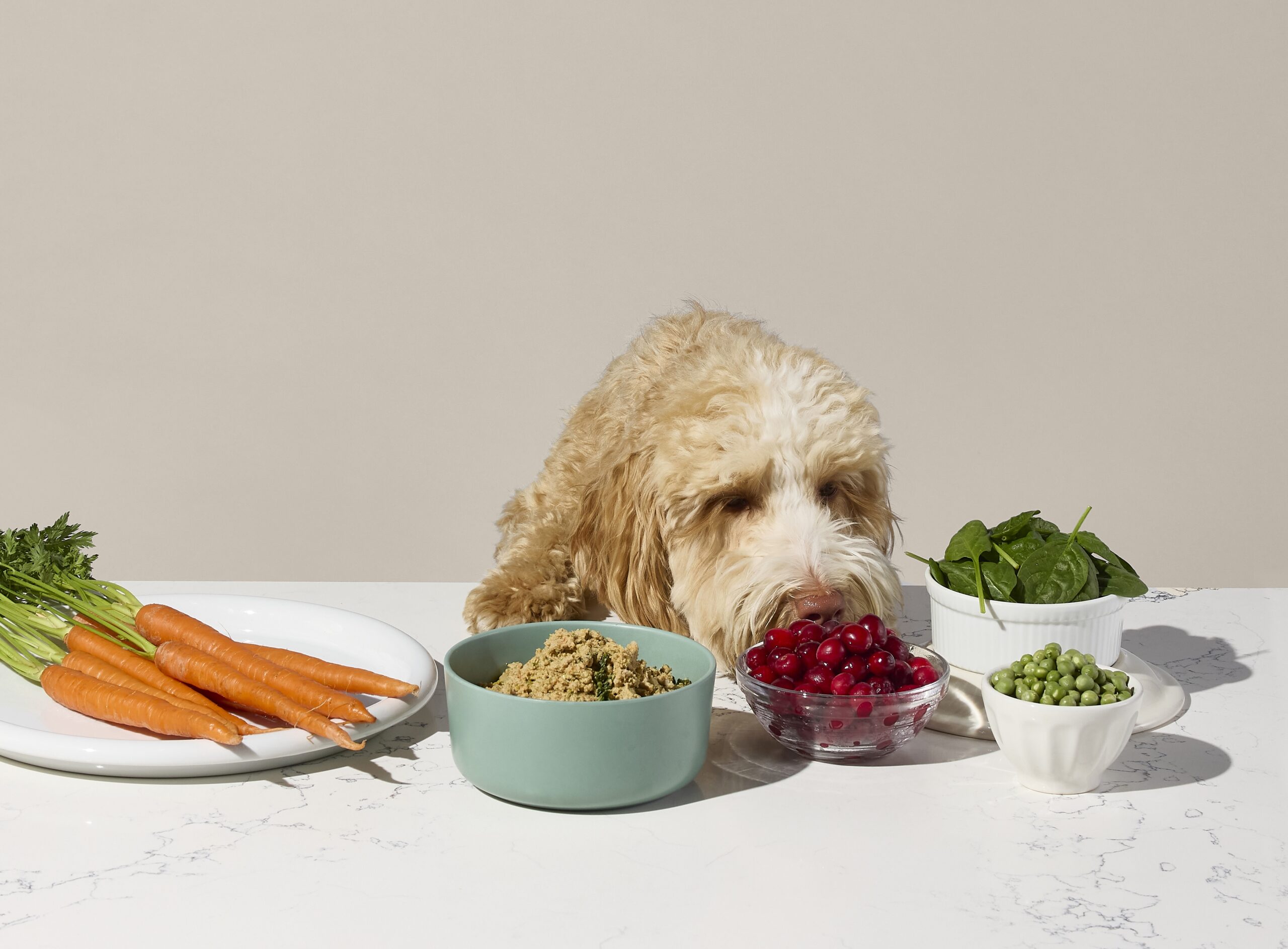 Dog looking at bowl of fresh food, surrounded by whole ingredients