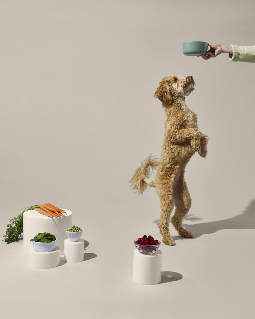 A poodle mixed breed dog standing on its hind legs reaching for a bowl of Ollie fresh dog food. In the foreground is an assortment of fresh fruits and vegetables