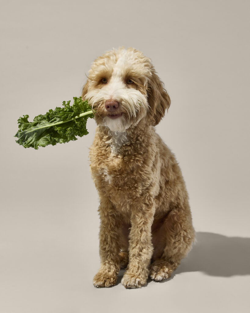 A light brown poodle mixed breed dog holding a leaf of kale in its mouth on a gray seamless background.