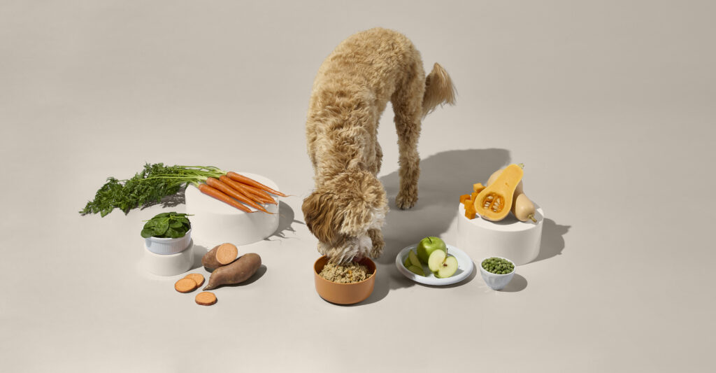 A light brown poodle mix dog eating Ollie fresh dog food out of a bowl, surrounded by an assortment of fresh ingredients on a beige background