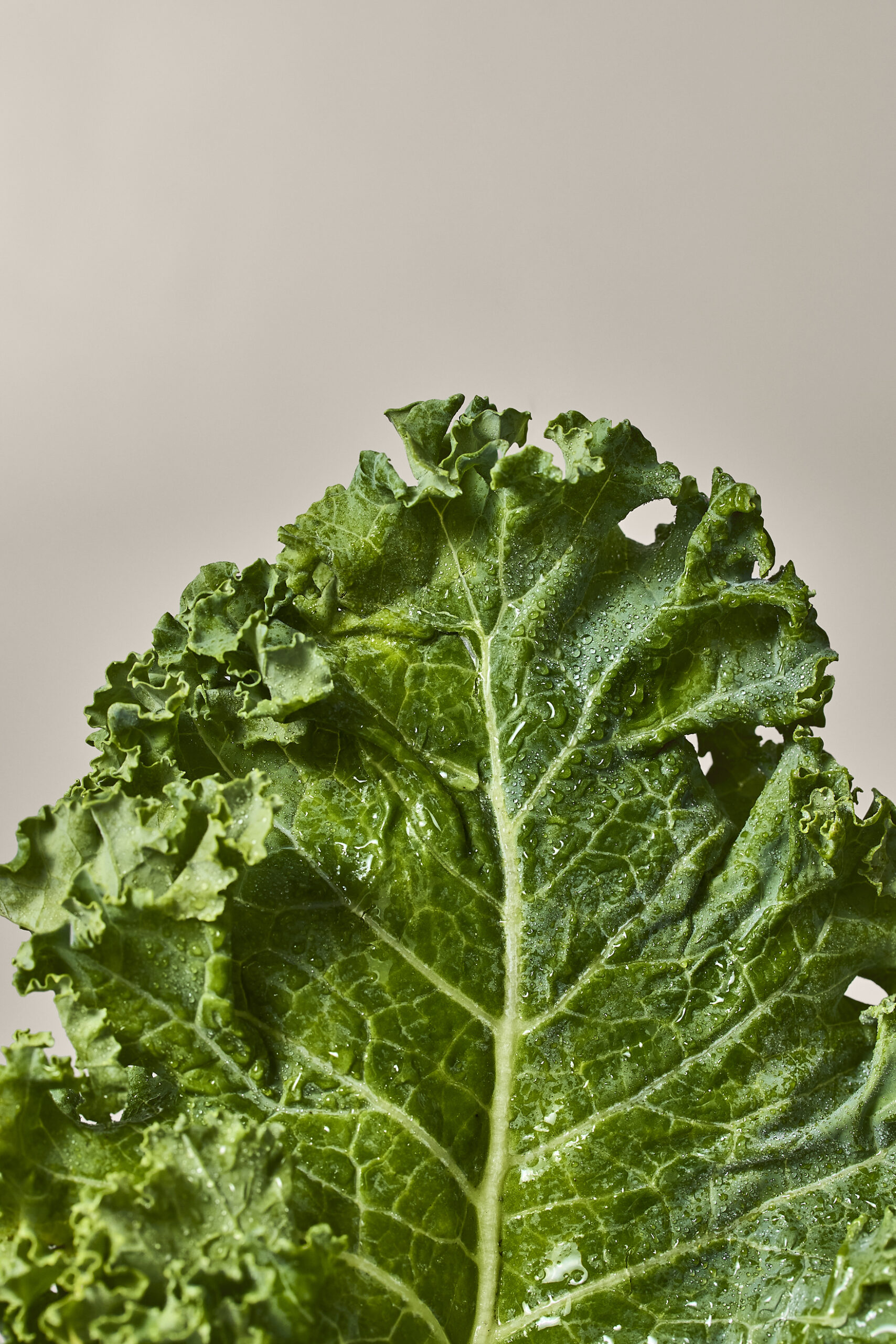 A macro image of a single leaf of green kale covered in light condensation.