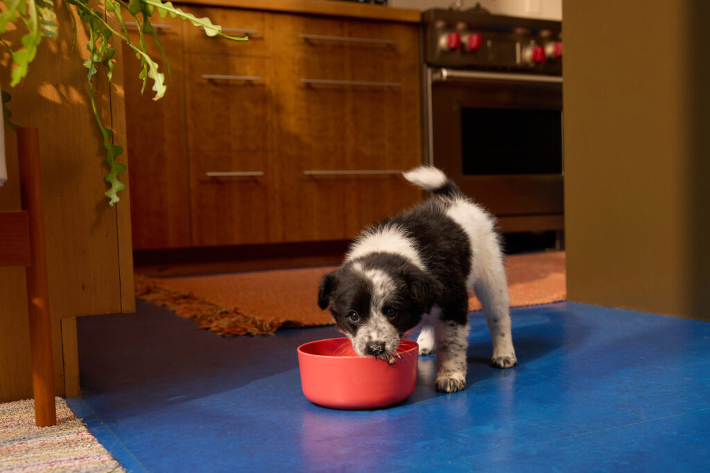 A black and white puppy eating Ollie fresh dog food from a red bowl in a blue floored, modern kitchen