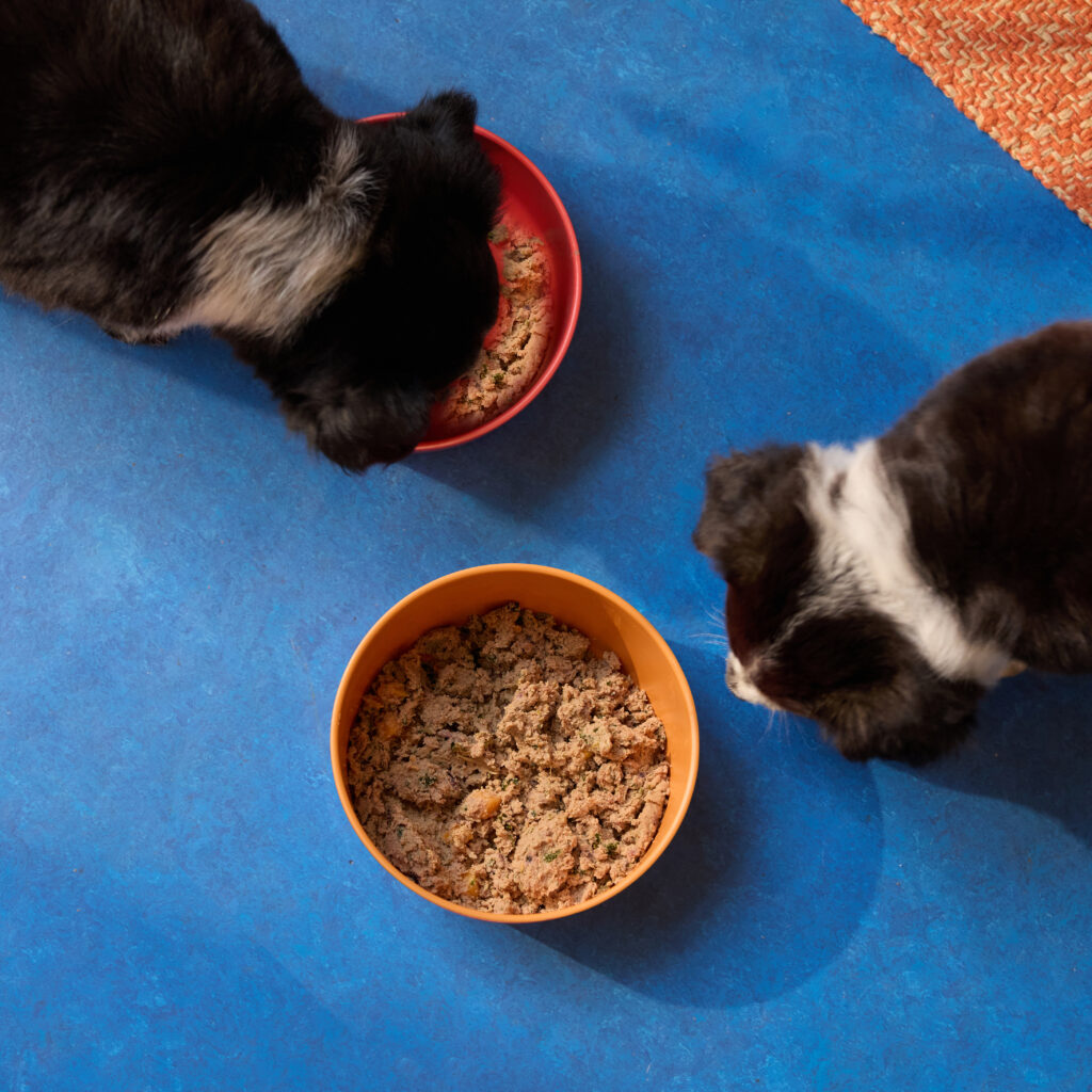 An overhead photo of two shepherd dog puppies eating bowls of fresh dog food on a blue kitchen floor