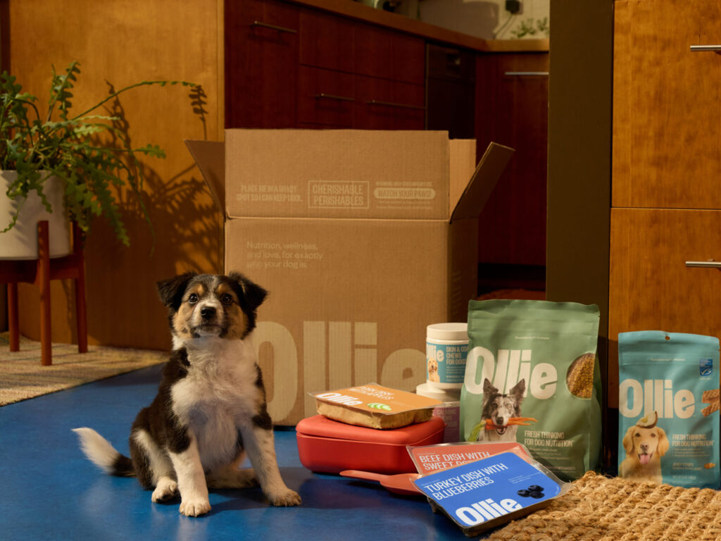 Puppy sitting next to a box of Ollie fresh food products