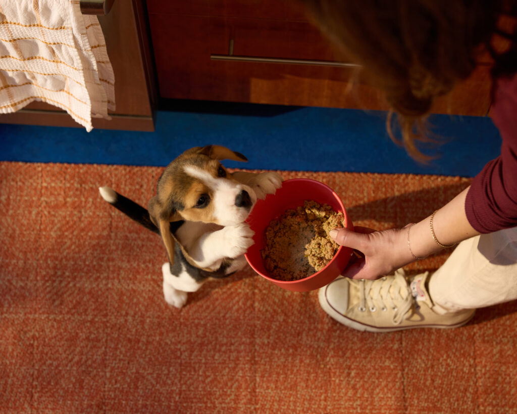 A beagle puppy standing on its hind legs to reach a bowl of Ollie fresh dog food in a mid-century modern kitchen.