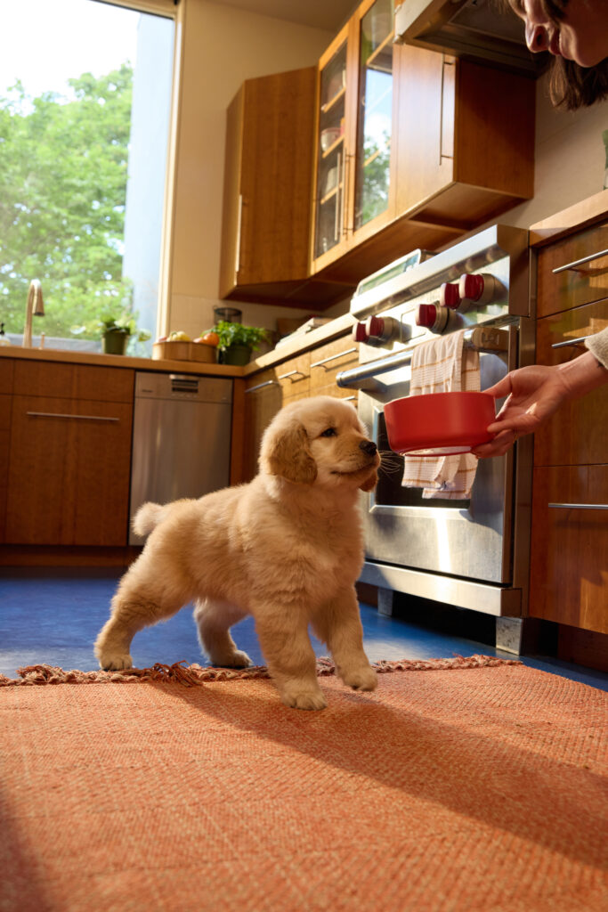 A golden retriever puppy being fed human-grade dog food out of a red dog food bowl in a modern kitchen.