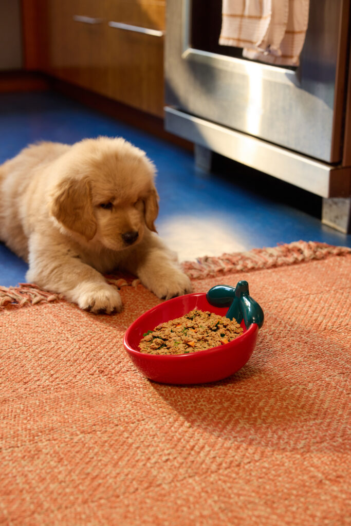 Puppy staring at bowl of food on floor