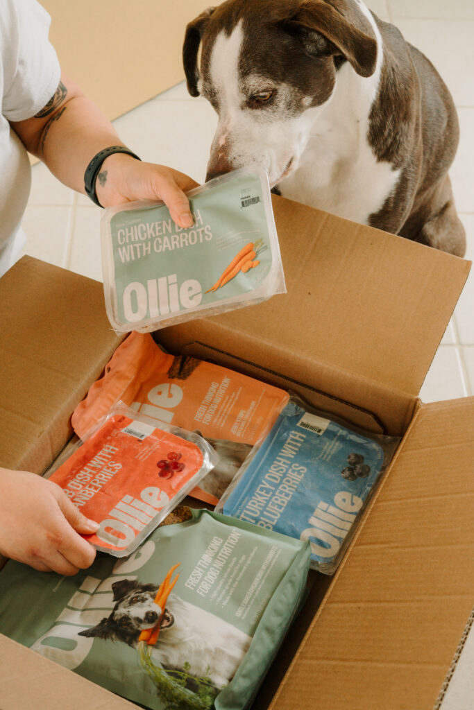 A dark brown and white short haired dog sniffing packs of Ollie fresh dog food as its owner unpacks a shipment box of food.