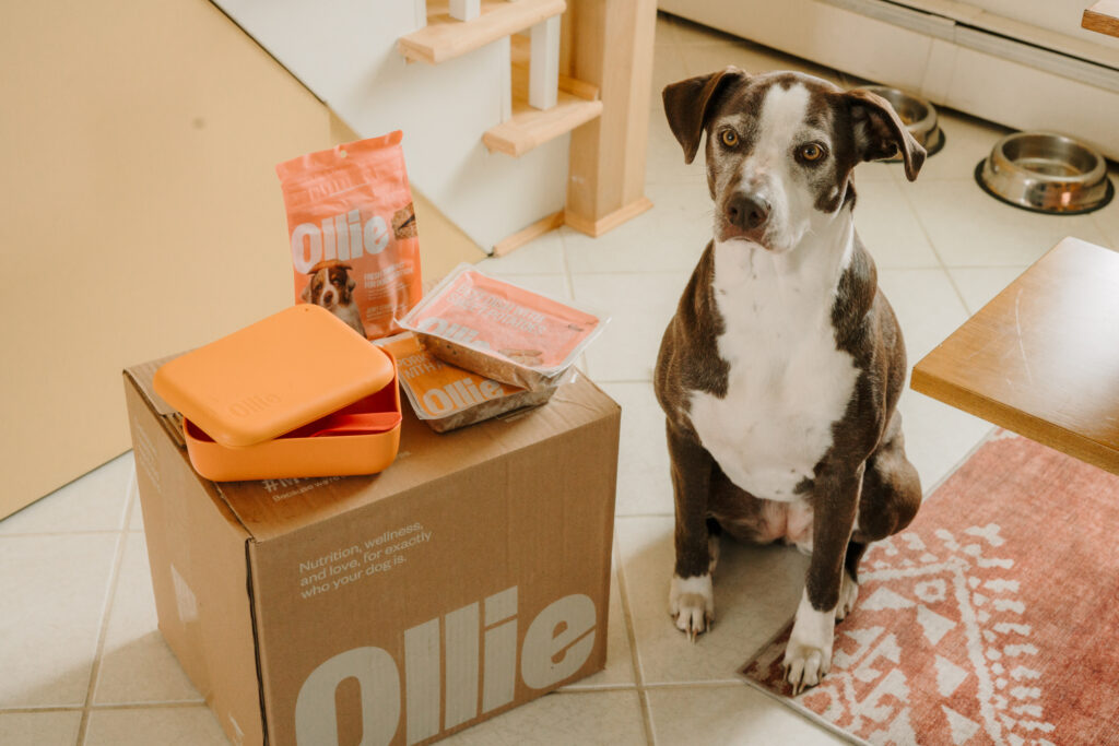 A dark brown and white colored dog, sitting next to an Ollie branded box with fresh dog food, an orange puptainer, and a bag of jerky treats on top. Staged in a home.