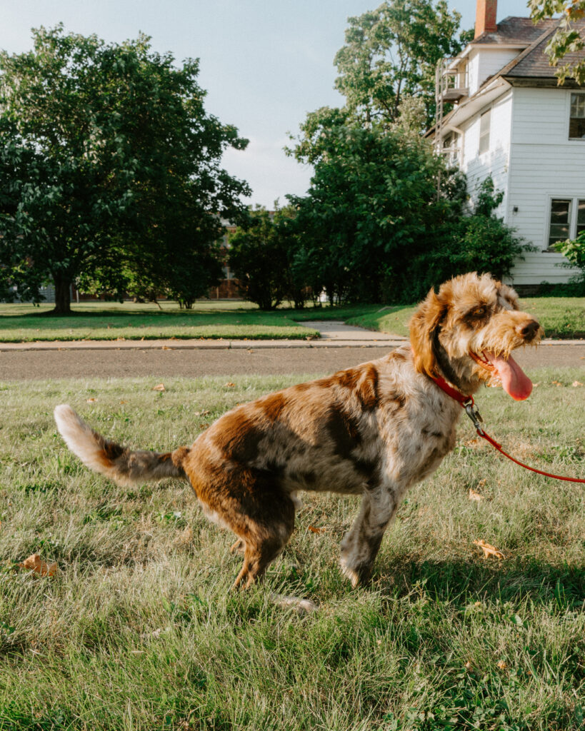 A brown poodle mix dog pooping in a green lawn