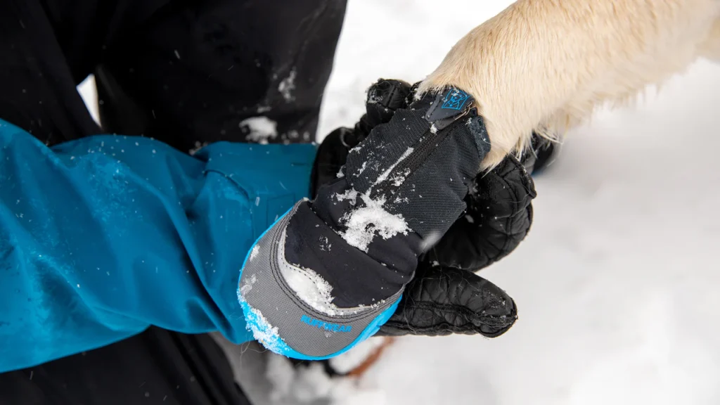 A photo of a winter dog boot on the paw of a cream colored golden retriever. A human, dressed in winter clothes, is holding the paw towards the camera. Snow covered ground in the background.